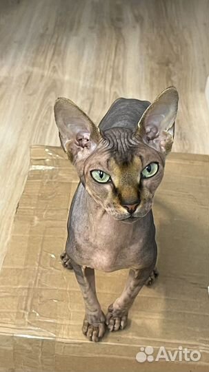 Канадский сфинкс вязка