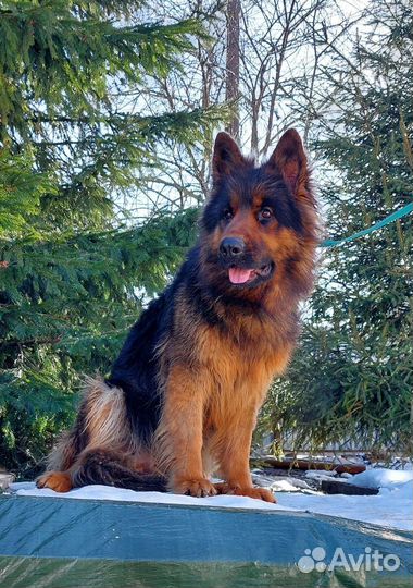 Щенки немецкой овчарки