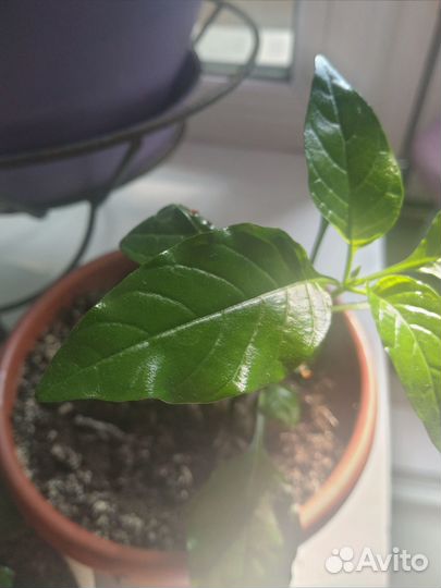 Кроссандра