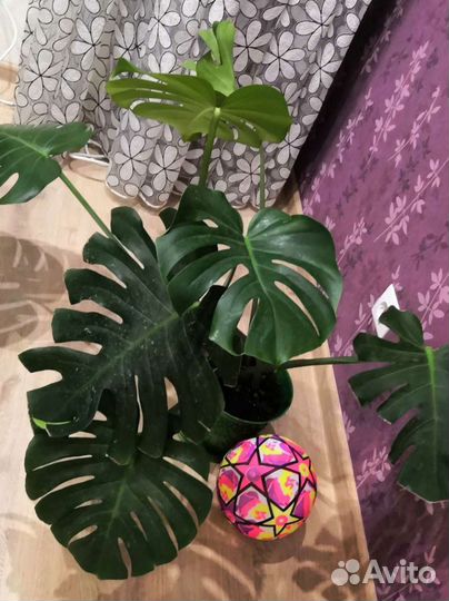 Комнатные цветы