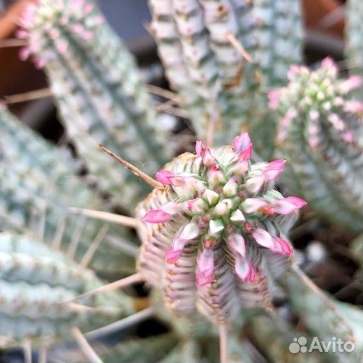 Молочай сосочковидный пестрый, Эуфорбия сосочковая