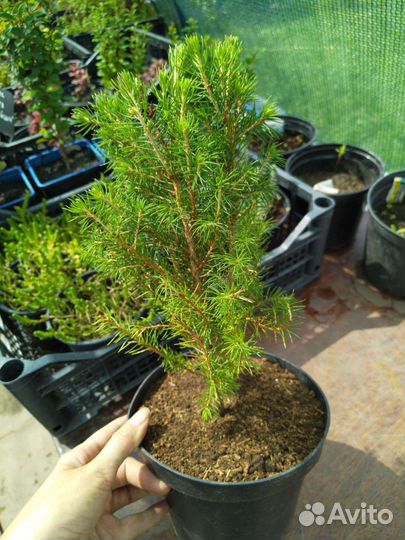 Ель канадская Коника