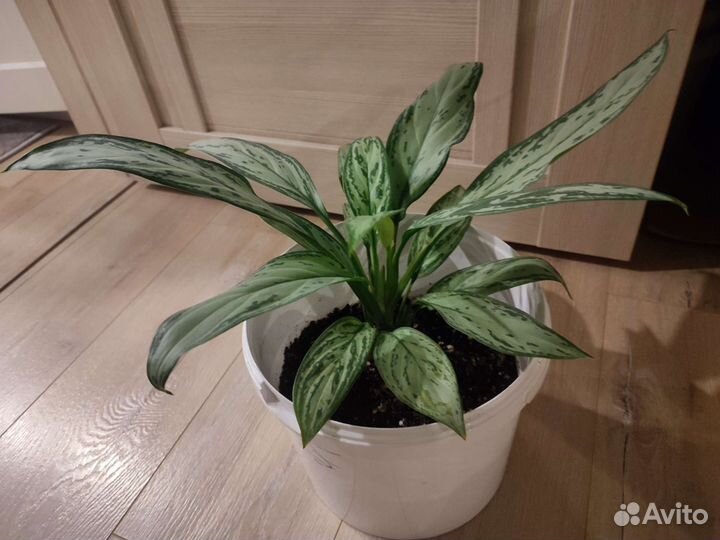 Аглаонема Мария