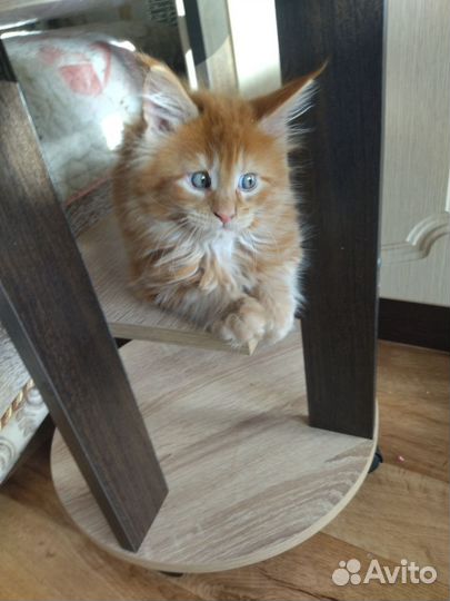 Котята мейн-кун