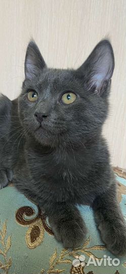 Спасённый котёнок ищет дом