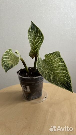 Филодендрон биркин