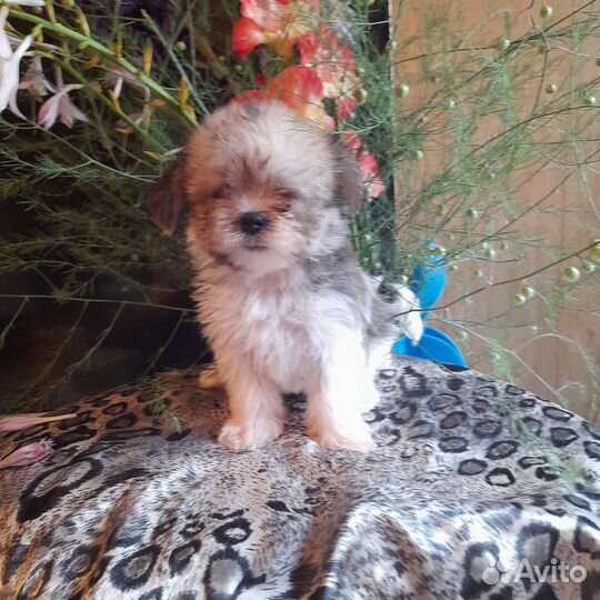 Русская цветная болонка