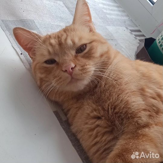 Кот рыжик Лева