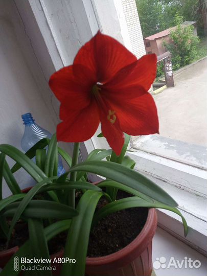 Цветы:фиалка,герань розебудная,декабристы