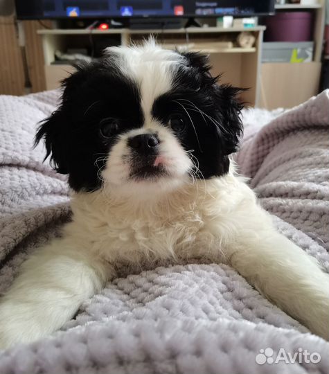 Щенок японский хин