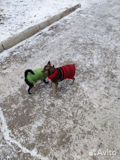 Одежда для животных