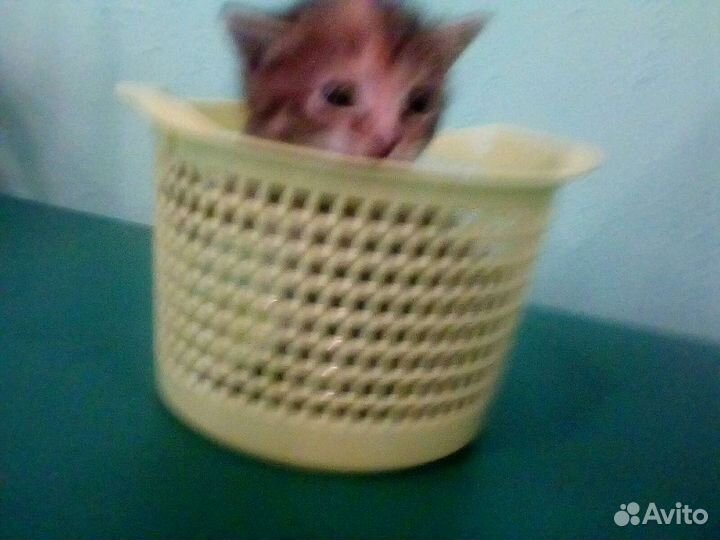 Котятки в добрые руки