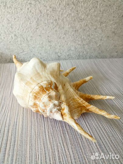 Большая морская раковина ракушка 29 см