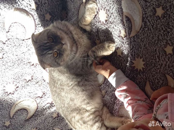 Кот вислоухий