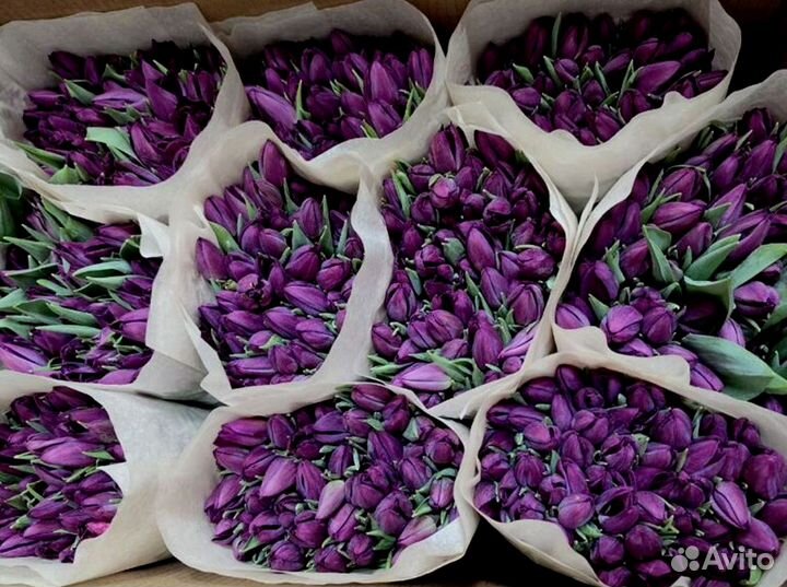Тюльпаны оптом в наличии