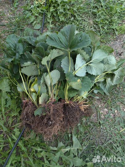 Продам усы клубники лорд