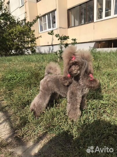 Передержка мелких пород собак