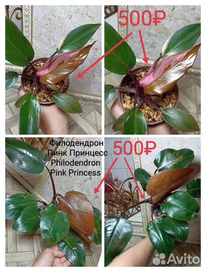 Филодендрон несколько сортов