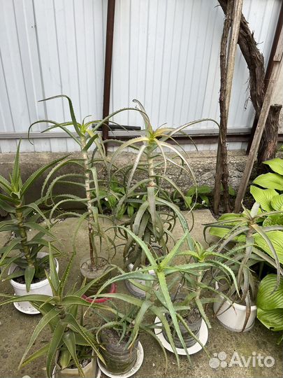 Алое и алое вера