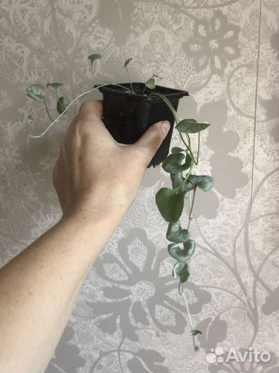 Дихондра, базелло, плектрантус (комнатная мята)