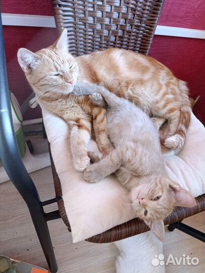 Котенок, 2 месяца