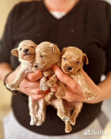 Мальтипу мини