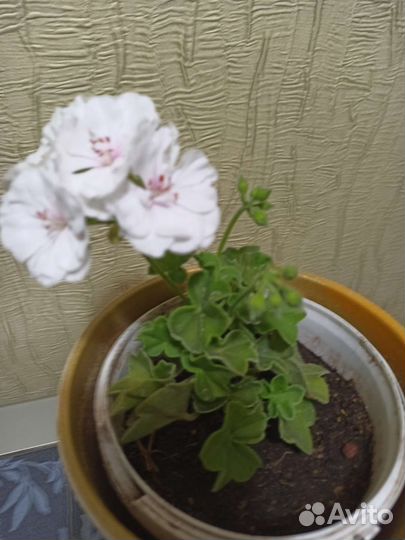 Пеларгония Pak Ice Rose