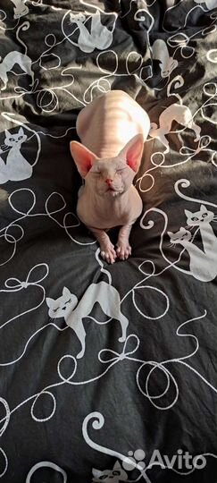 Канадский сфинкс вязка