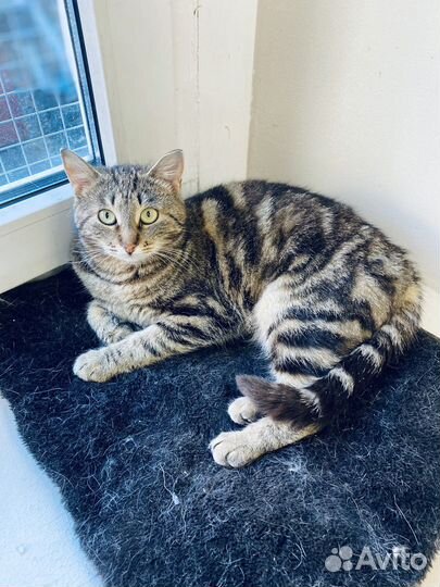 Кошка с сердечком на груди