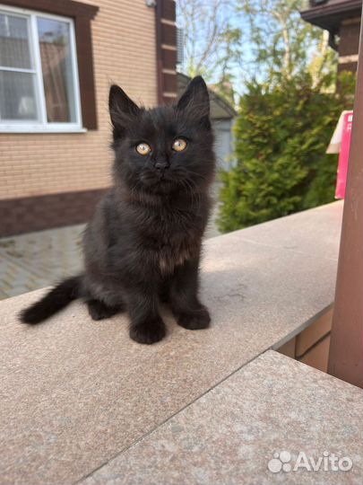 Котёнок