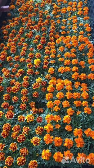 Виола, Петуния, Бархатцы,Бегония и.т.д