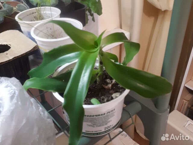 Растение золотой ус