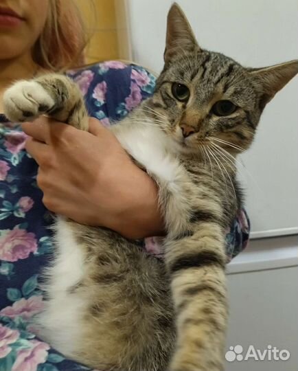 Котики бесплатно