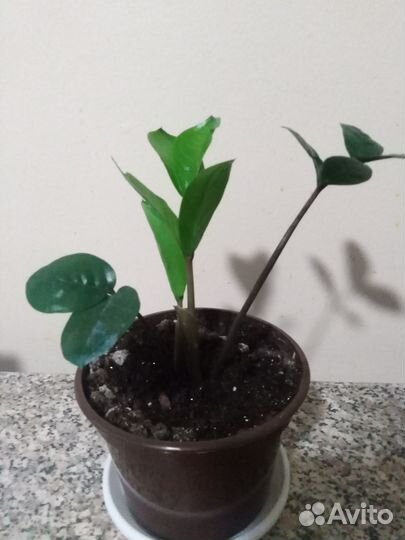 Комнатные растения и цветы