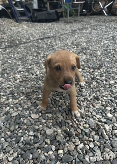 Отдам в добрые руки