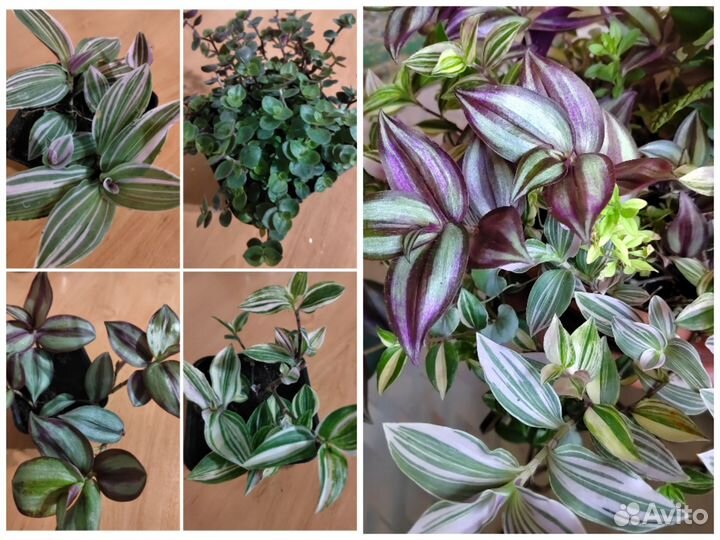 Комнатные цветы в ассортименте