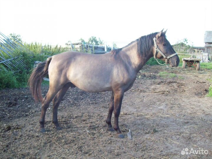 Жеребец проиводитель