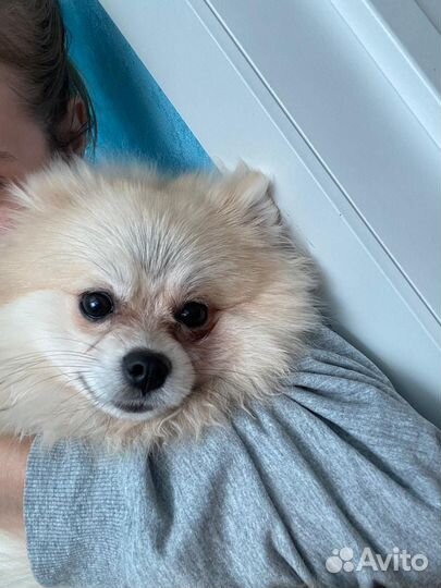 Померанский шпиц