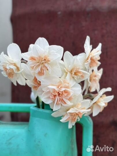 Луковицы нарциссов