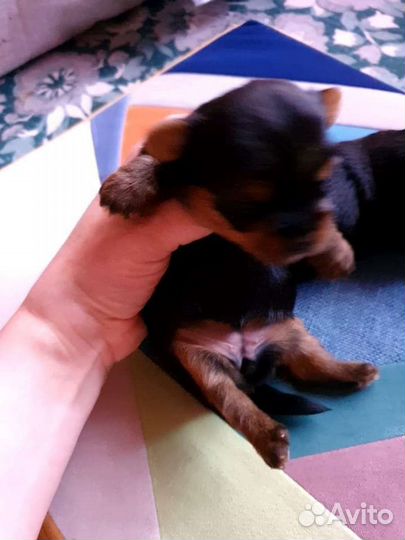 Йоркширский терьер мини беби фейс щенки