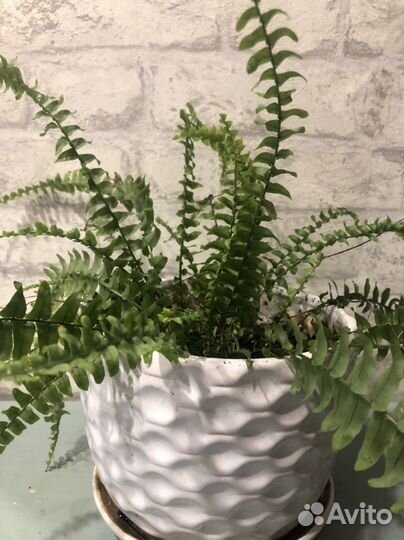 Папоротник комнатный