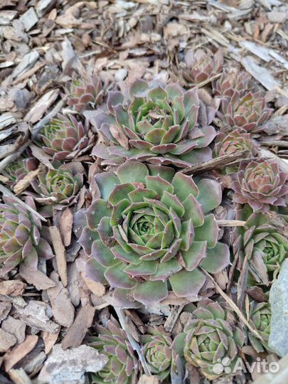 Молодило (Каменная роза)