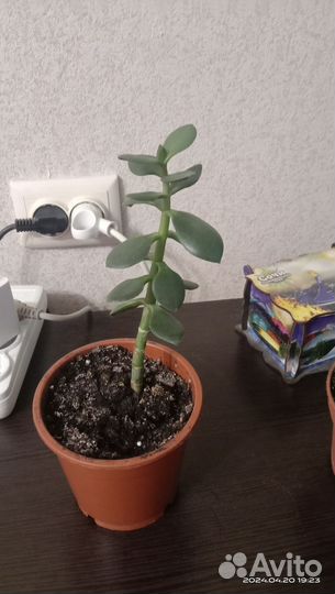 Толстянка денежное дерево