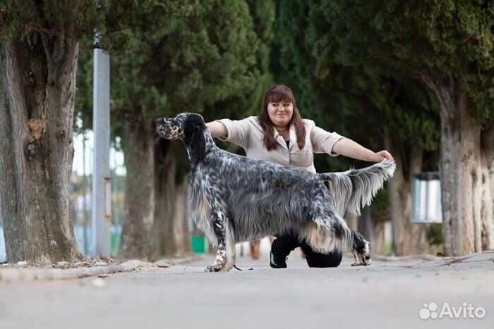 Хендлер, Фитнес, Грумер