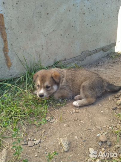 Щенки