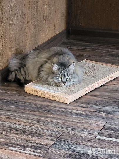 Красивая кошечка ищет новый дом