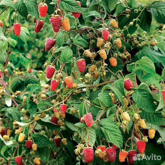 Саженцы малины 