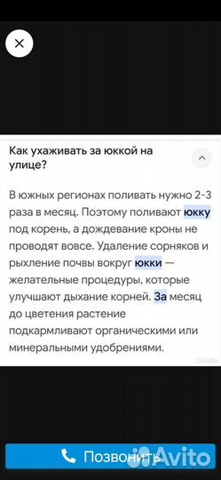 Юкка садовая