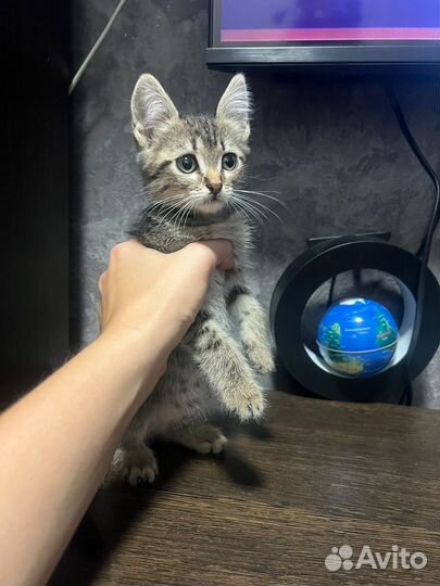 Котята крысыловы