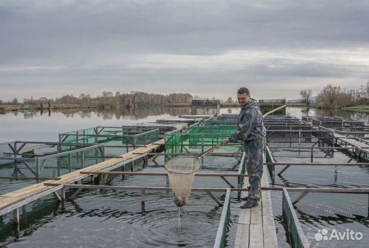 Форель живая